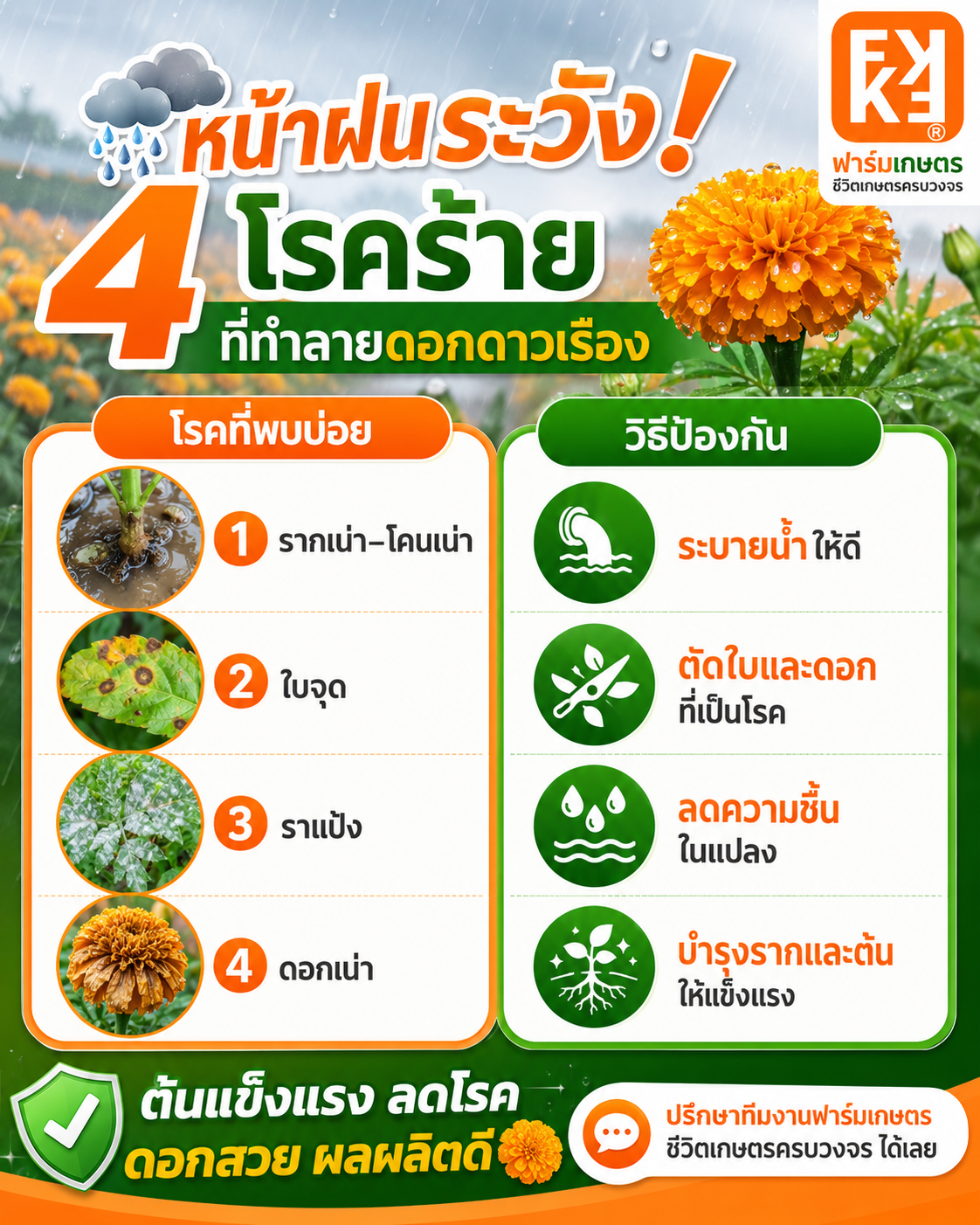 หน้าฝน…ศัตรูตัวร้ายของดอกดาวเรือง! ป้องกันโรคให้ทัน ด้วยการบำรุงต้นให้แข็งแรงตั้งแต่ราก