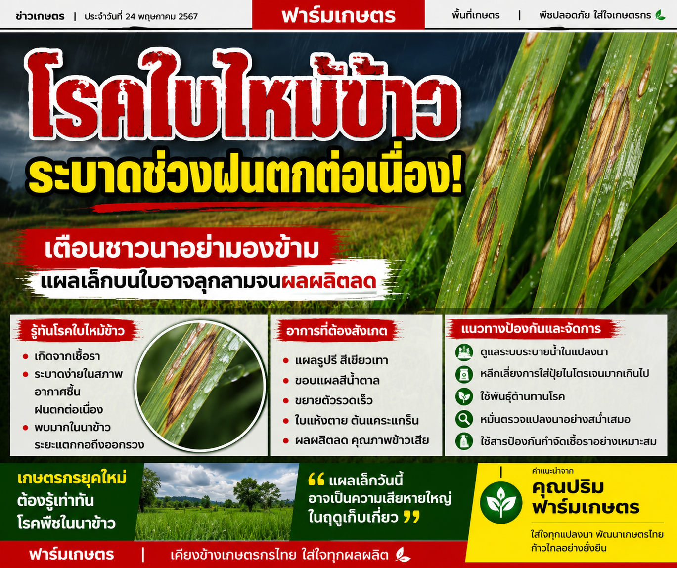 โรคใบไหม้ข้าวระบาดช่วงฝนตกต่อเนื่อง! เตือนชาวนาอย่ามองข้าม แผลเล็กบนใบอาจลุกลามจนผลผลิตลด