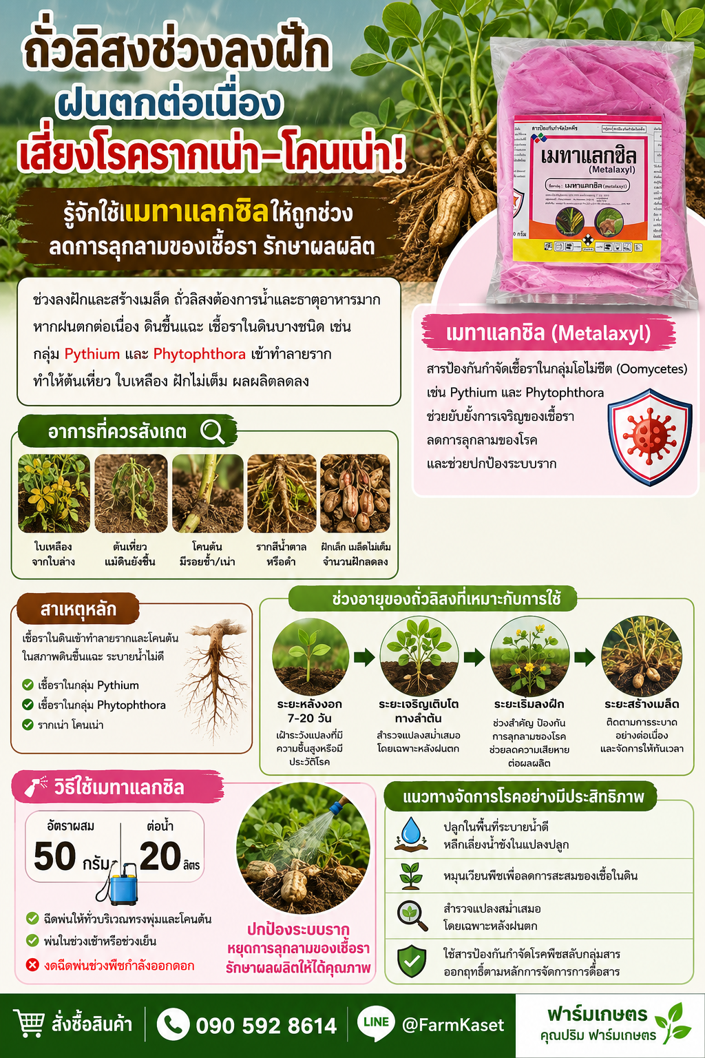 🌧️ ถั่วลิสงช่วงลงฝัก ฝนตกต่อเนื่องเสี่ยงโรครากเน่า-โคนเน่า! รู้จักใช้เมทาแลกซิลให้ถูกช่วง ลดการลุกลามของเชื้อรา รักษาคุณภาพผลผลิต