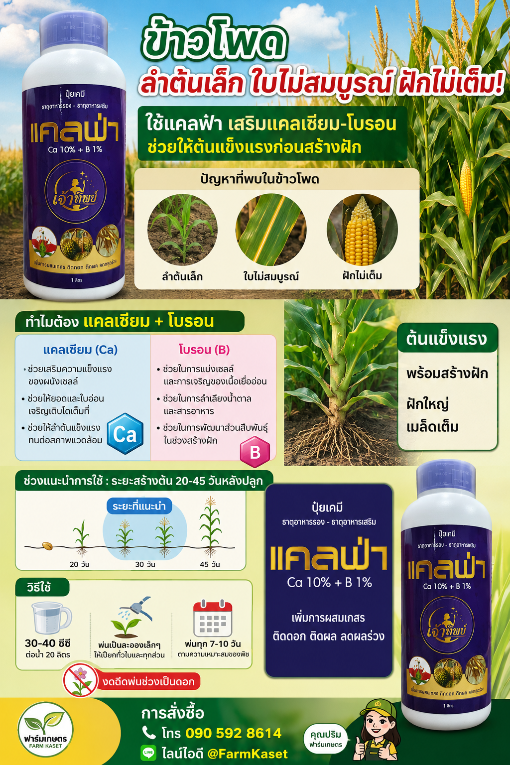 🌽 ข้าวโพดลำต้นเล็ก ใบไม่สมบูรณ์ ฝักไม่เต็ม!