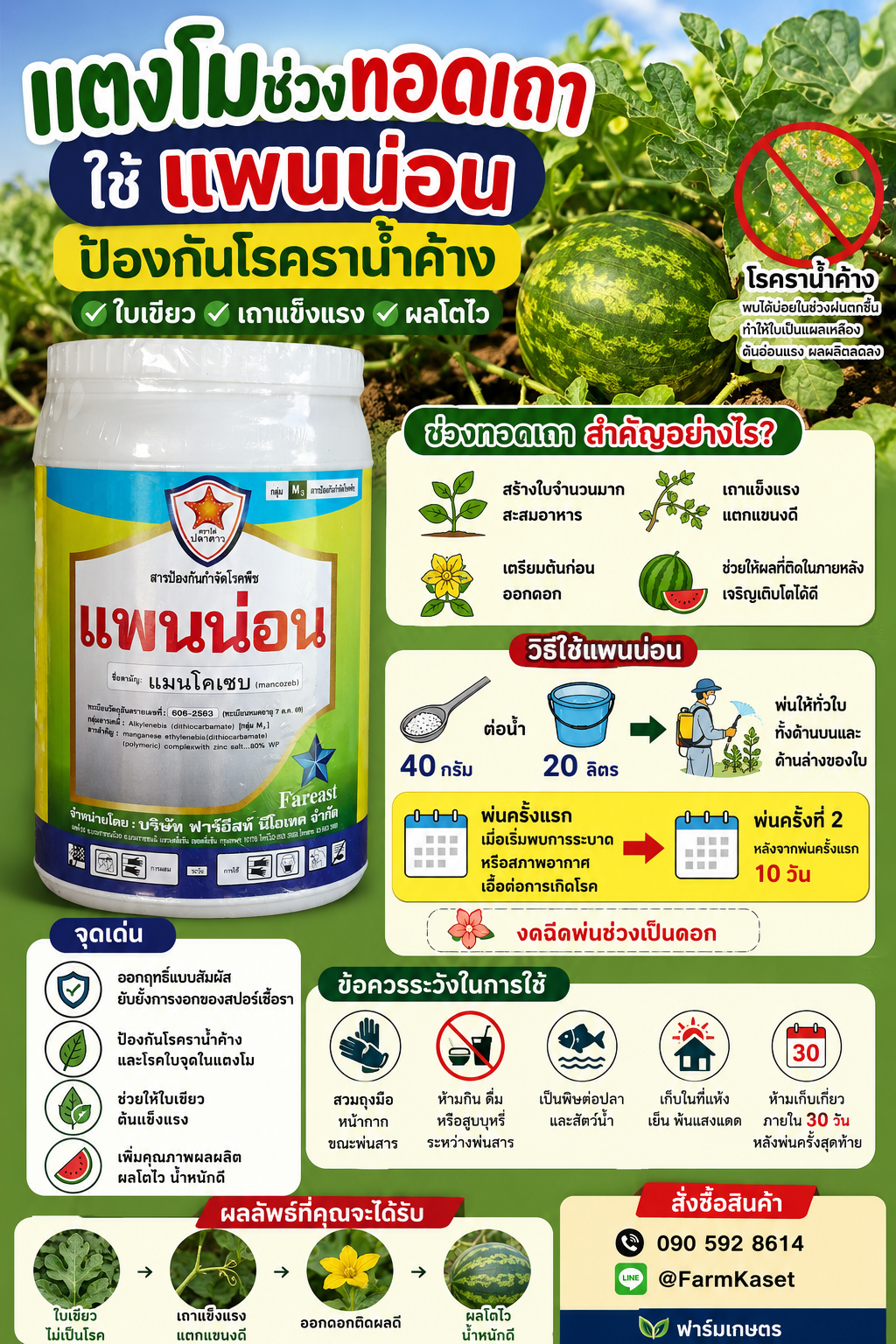 🍉 แตงโมช่วงทอดเถา ใช้แพนน่อนป้องกันโรคราน้ำค้าง ใบเขียว เถาแข็งแรง ผลโตไว