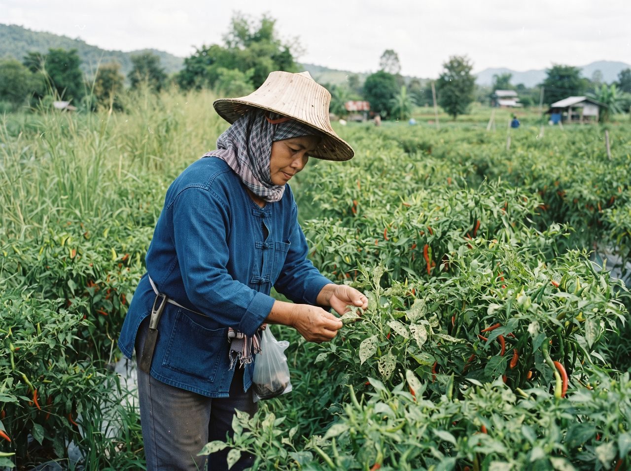 รูปประกอบกระทู้: แมลงศัตรูพืชในประเทศไทย มีกี่ชนิด พืชที่พบ และสารสามัญที่ใช้ป้องกันกำจัด