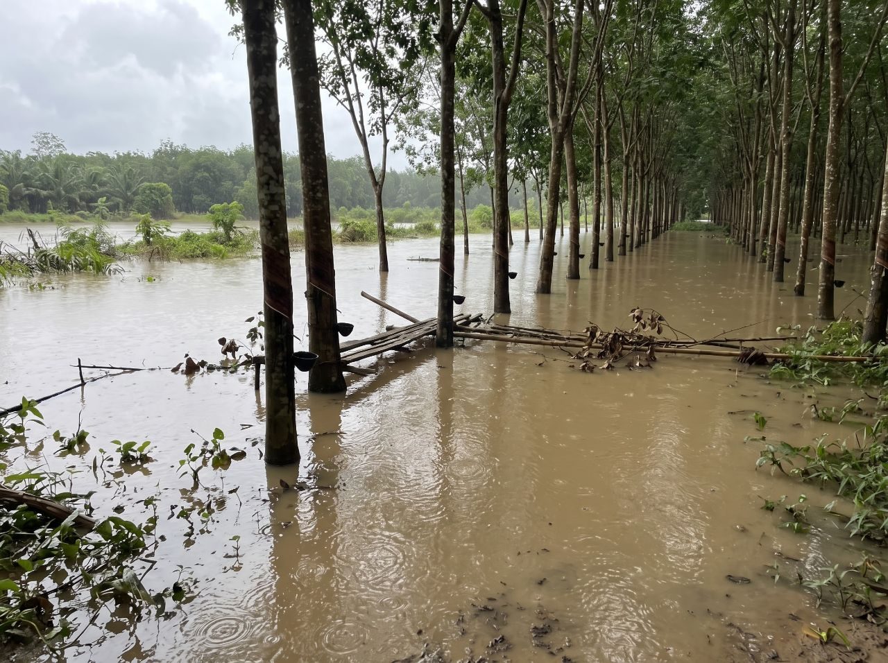สวนยางน้ำท่วมอย่าเพิ่งรีบกรีด! 5 ขั้นตอนฟื้นฟูระบบราก ป้องกันหน้ายางตายนึ่งหลังน้ำลด — รูปที่ 1